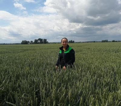 Plantacja nasienna pszenicy EXPO